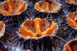 Ricci di mare