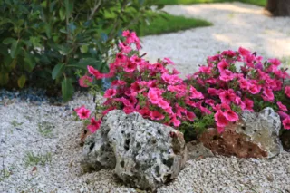 Fiori tra le rocce