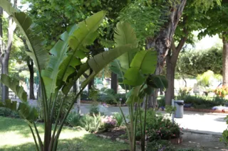 Giardino con palme