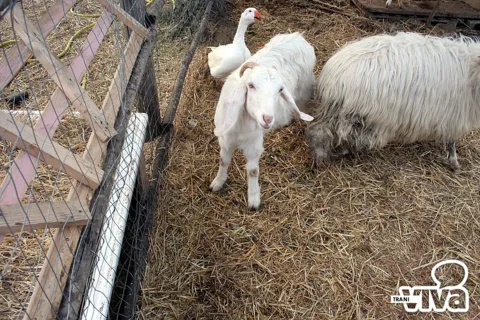 Pecore e un'oca nel recinto degli animali del parco di Santa Geffa