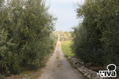 Una stradina di campagna fra due file di ulivi, con pietre ammucchiate sul bordo