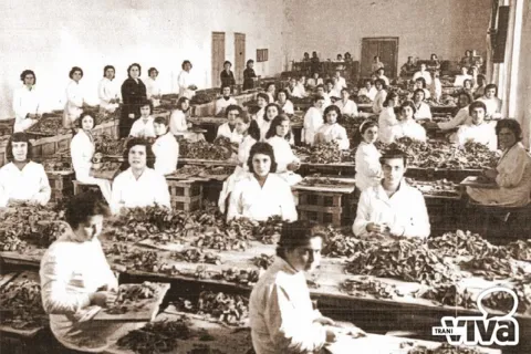 Foto d'epoca: decine di donne in camice bianco lavorano a lunghi banchi coperti di foglie