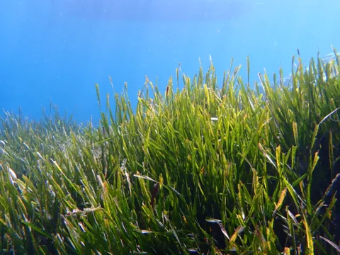 Prateria di Posidonia oceanica fotografata a La Ciotat, in Francia. Immagine illustrativa della specie mediterranea, non dei fondali di Trani.