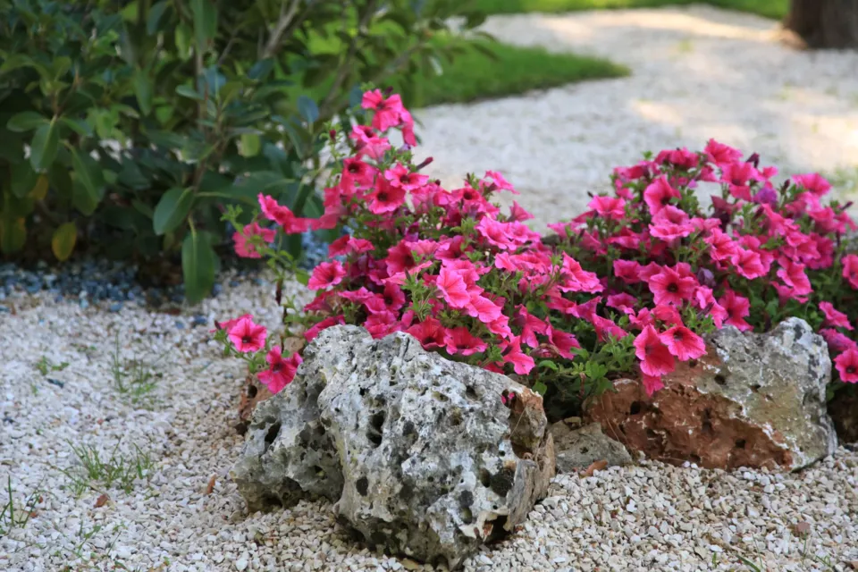 Fiori tra le rocce