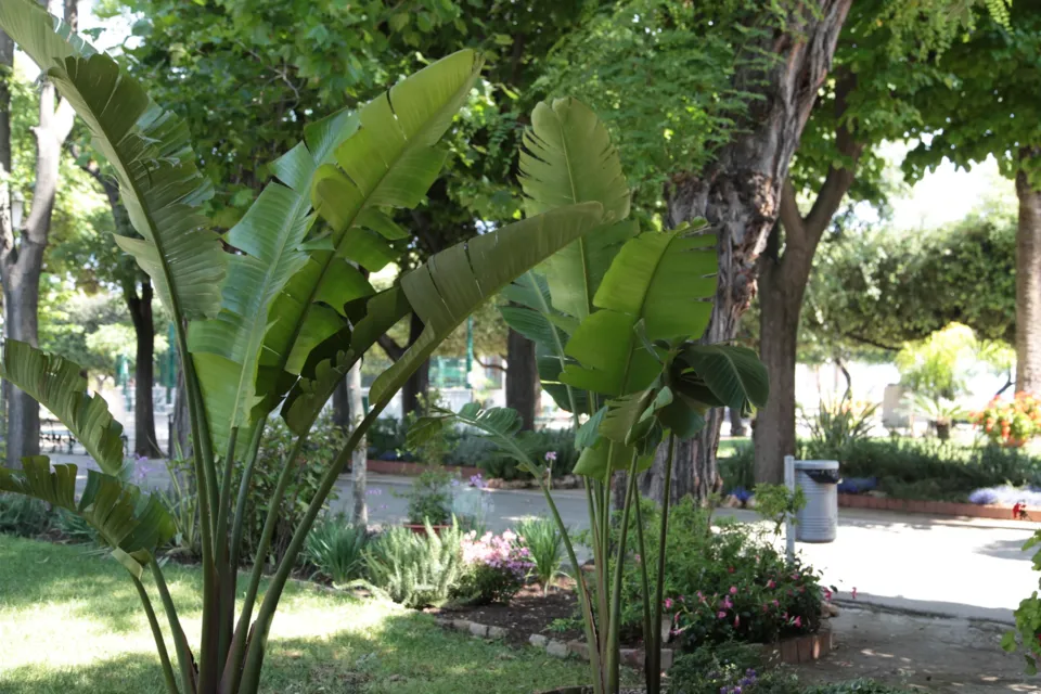 Giardino con palme