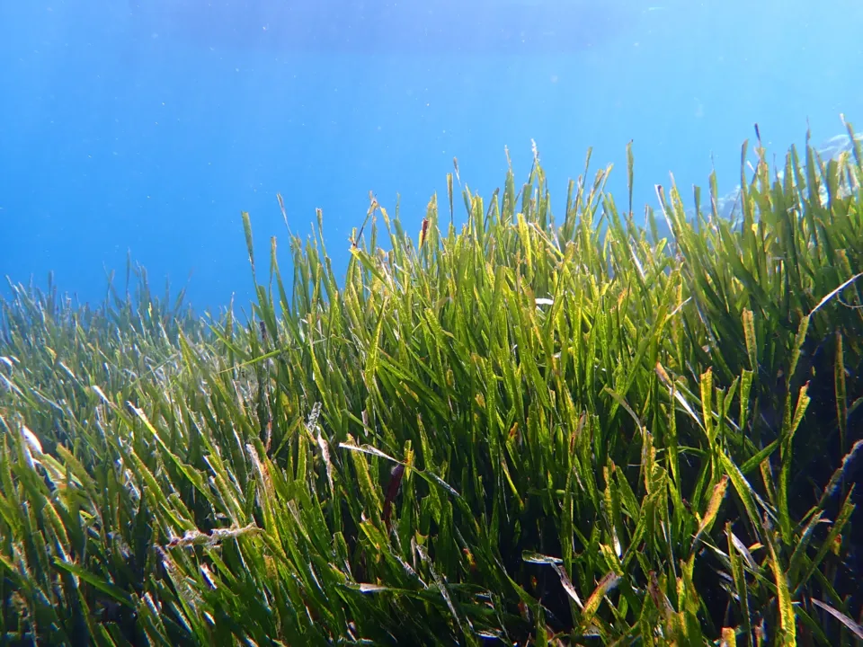 Prateria di Posidonia oceanica fotografata a La Ciotat, in Francia. Immagine illustrativa della specie mediterranea, non dei fondali di Trani.